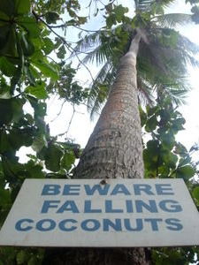 2025413-a-coconut-tree-1