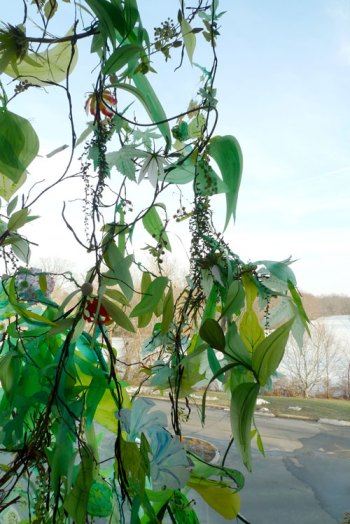 Reis_Colony_Detail_2011